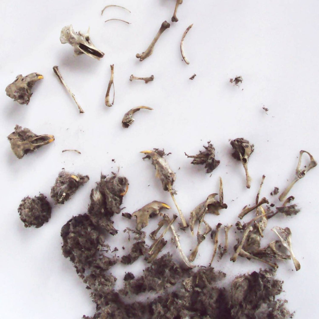 Owl Pellet | Compact Curiosities Dissection Kit