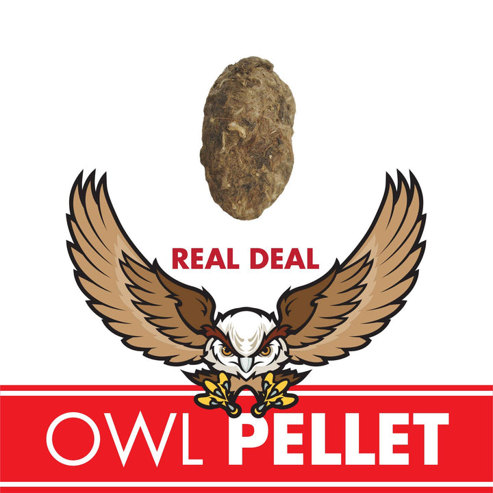 Owl Pellet | Compact Curiosities Dissection Kit