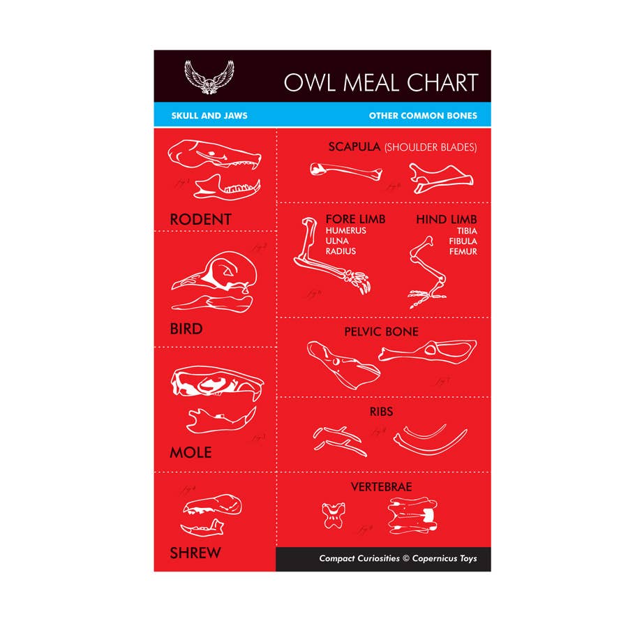 Owl Pellet | Compact Curiosities Dissection Kit
